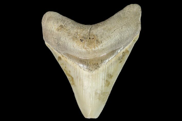 Serrated, Megalodon Tooth - Aurora, North Carolina #130015
